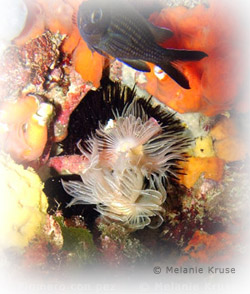 buceo-mar-menor